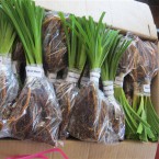 Sh 5 (a) - Daylily plants prepared 